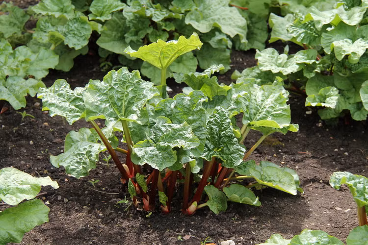 Củ rễ của cây đại hoàng được sử dụng làm thuốc nhuận tràng và chống tiêu chảy. Ảnh: hellobacsi.