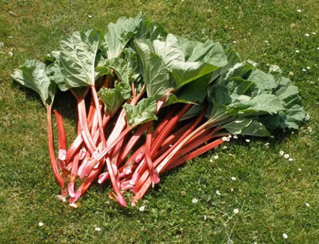 Tuy nhiên, lá cây đại hoàng lại chứa độc tố cực mạnh. Nếu ăn một lượng nhiều lá đại hoàng sống hoặc dù đã nấu chín sẽ gây khó thở, nhiệt miệng và cổ họng, có thể tử vong nếu không được cấp cứu kịp thời. Ảnh: tinhhoa.