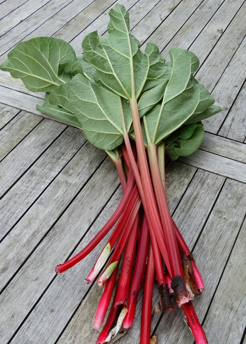 Cây đại hoàng ưa mọc ở khí hậu mát, ẩm, ở độ cao trên 1000m. Ở Việt Nam, cây cần trồng ở miền núi cao như Sa Pa mới thu hoạch được. Ảnh: organicdalat.