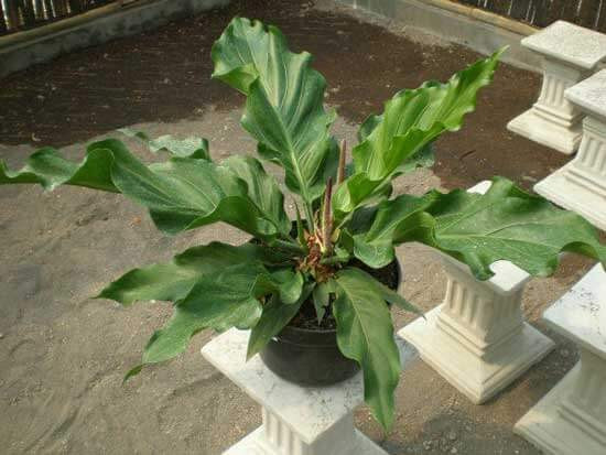 Cây đại hoàng có nguồn gốc ở Trung Quốc và dần dần thâm nhập vào châu Âu. Hiện cây đại hoàng cũng đã được di nhập trồng ở nhiều nước như Hà lan, Pháp, Mỹ, Nhật. Ảnh: chamsochoa.