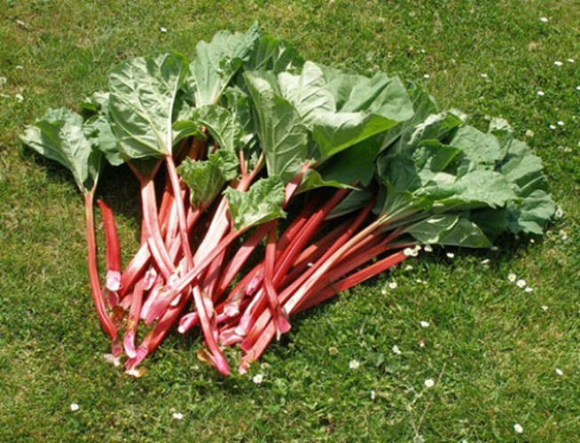 Tuy nhiên, lá cây đại hoàng lại chứa độc tố cực mạnh. Nếu ăn một lượng nhiều lá đại hoàng sống hoặc dù đã nấu chín sẽ gây khó thở, nhiệt miệng và cổ họng, có thể tử vong nếu không được cấp cứu kịp thời. Ảnh: tinhhoa.