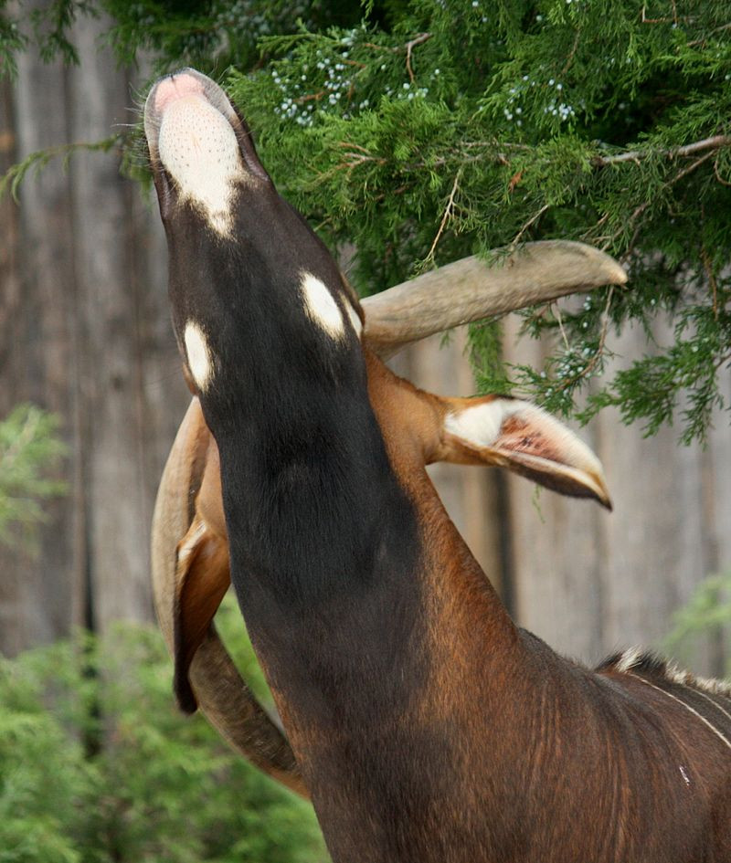 Linh dương Bongo còn sở hữu đôi sừng xoắn ốc rất đặc biệt. Ảnh: wikimedia.