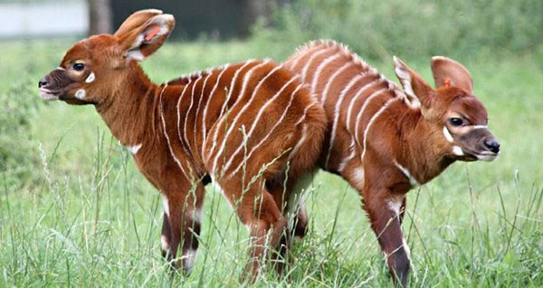 Linh dương Bongo là loài đặc hữu của miền trung và miền tây châu Phi. Ảnh: khoahoc.