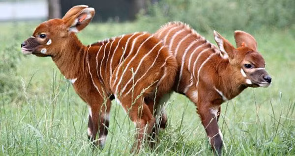 Linh dương Bongo là loài đặc hữu của miền trung và miền tây châu Phi. Ảnh: khoahoc.