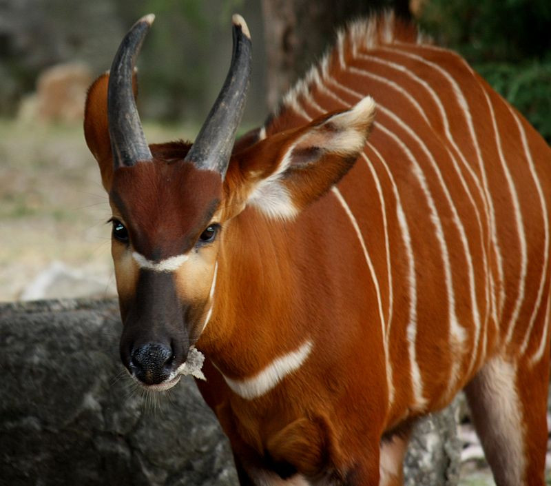 Linh dương Bongo là loài linh dương vằn lớn nhất thế giới nhưng lại khá nhút nhát và dễ sợ hãi. Ảnh: wikimedia.