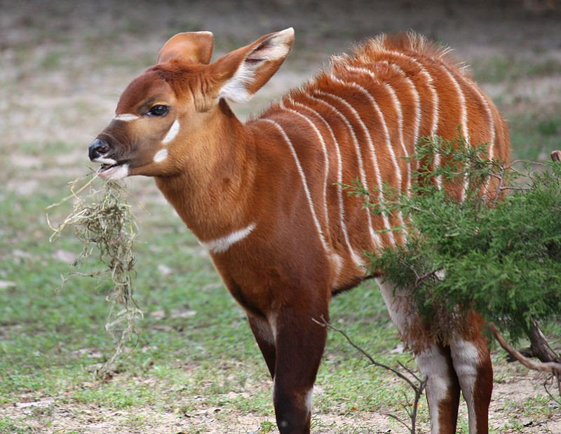 Linh dương Bongo là loài động vật ăn chay. Chúng chỉ ăn cỏ mà thôi. Ảnh: wikimedia.