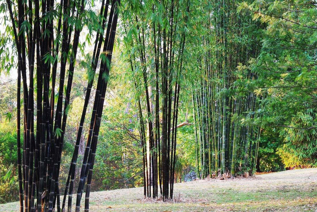 Theo Sách đỏ Việt Nam, cây trúc đen là loài hiếm, số lượng cây ít, vùng phân bố hẹp. Ảnh: bambubuild.