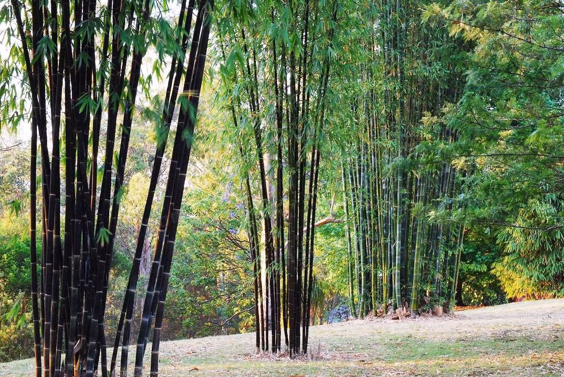 Theo Sách đỏ Việt Nam, cây trúc đen là loài hiếm, số lượng cây ít, vùng phân bố hẹp. Ảnh: bambubuild.