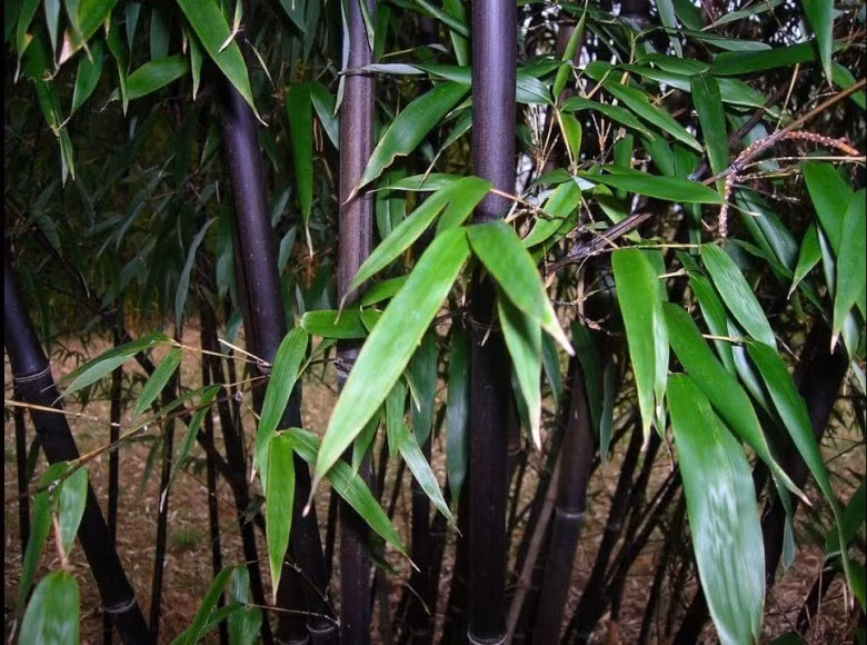 Ở Việt Nam, cây trúc đen chỉ tập trung ở độ cao khoảng 1.200m trở lên ở Sapa (tỉnh Lào Cai) và huyện Mèo Vạc, huyện Hoàng Su Phì (tỉnh Hà Giang). Ảnh: ydhvn.