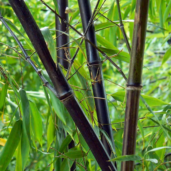 Măng trúc đen được người dân địa phương khai thác làm thức ăn. Măng trúc đen được đánh giá là ngon nhất trong những loài tre trúc khác hiện có như tre gai, trúc cần câu... Ảnh: bambubuild.