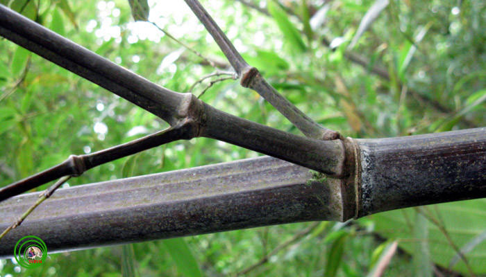 Bên cạnh đó, cây trúc đen còn được dùng làm thuốc chữa cảm cúm, chữa bệnh hậu sản, bệnh phong thấp. Thân cây dẻo dai được sử dụng làm cần câu. Ảnh: vncreatures.