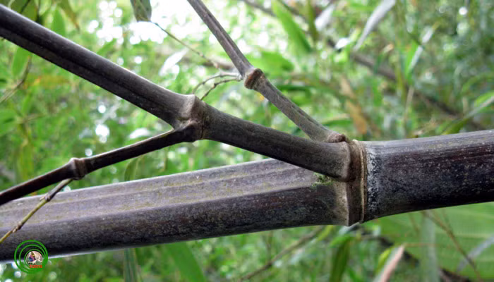 Bên cạnh đó, cây trúc đen còn được dùng làm thuốc chữa cảm cúm, chữa bệnh hậu sản, bệnh phong thấp. Thân cây dẻo dai được sử dụng làm cần câu. Ảnh: vncreatures.