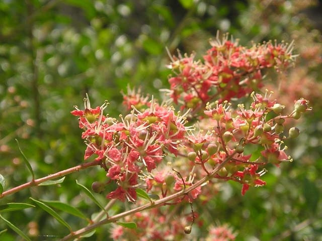 Cây lá móng được nhân giống chủ yếu bằng cách gieo hạt hay giâm cành. Tháng 6 là thời điểm thích hợp để trồng loại cây này. Ảnh: botlanhuomtoc.