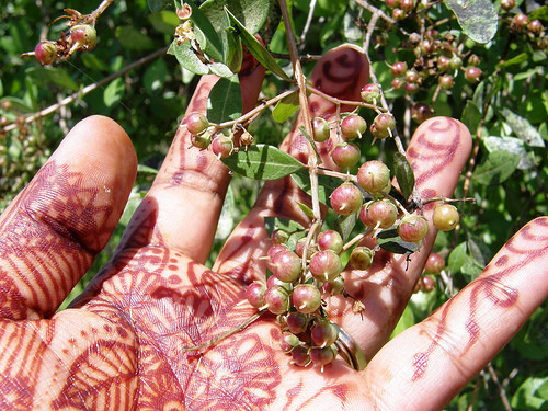 Cây lá móng có nguồn gốc ở vùng Bắc Mỹ, hoặc Tây Nam Á, được trồng rải rác ở vùng nhiệt đới và cận nhiệt đới thuộc Tây Nam Á, Ấn Độ, Bắc Phi...Ảnh: xoahinhxam.