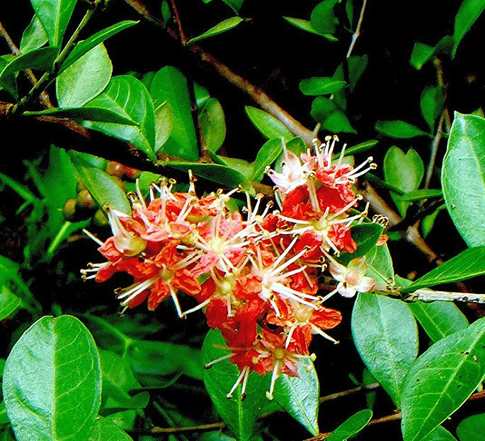 Ngoài ra, cây lá móng còn giúp chống ẩm mốc cho da thuộc và vải. Hoa của cây lá móng còn được dùng làm nước hoa. Ảnh: botlanhuomtoc.