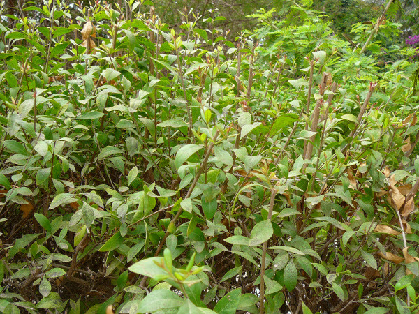 Cây lá móng là loại cây bụi kích thước trung bình, cao từ 50cm - 100cm, lá hình trứng bầu dục, cụm hoa hình chùy mọc ở đầu cành, gồm nhiều hoa nhỏ màu trắng, đỏ hay vàng và có mùi thơm. Ảnh: ydvn.