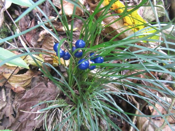 Mạch môn cho quả mọng, có màu xanh lam, có đường kính khoảng 5mm – 6mm. Phần rễ của mạch môn phát triển thành củ, được sử dụng để làm thuốc. Ảnh: amazonaws.