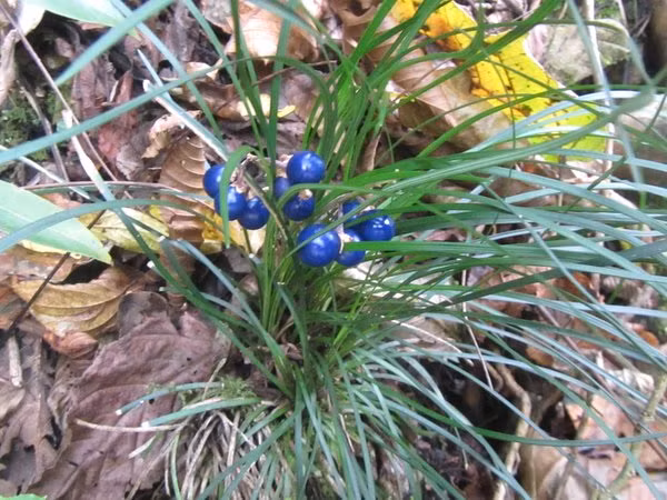 Mạch môn cho quả mọng, có màu xanh lam, có đường kính khoảng 5mm – 6mm. Phần rễ của mạch môn phát triển thành củ, được sử dụng để làm thuốc. Ảnh: amazonaws.