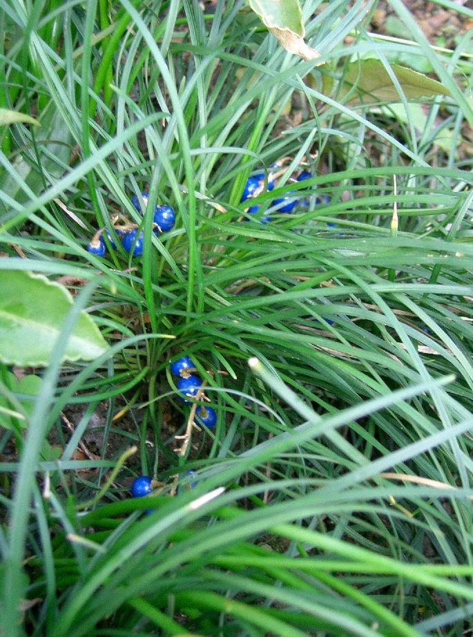  Cây mạch môn còn có tên gọi khác là lan tiên, cỏ lan, mạch đông, tóc tiên, mạch môn đông. Tên khoa học của nó là Ophiopogon japonicus hay Convallaria japonica Linnaeus f. Ảnh: wikimedia.