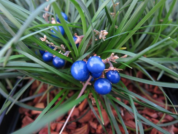 Lá thẳng, có màu xanh lục, hoa có màu sắc biến đổi từ trắng đến tím hoa cà nhạt. Ảnh: dongtayy.