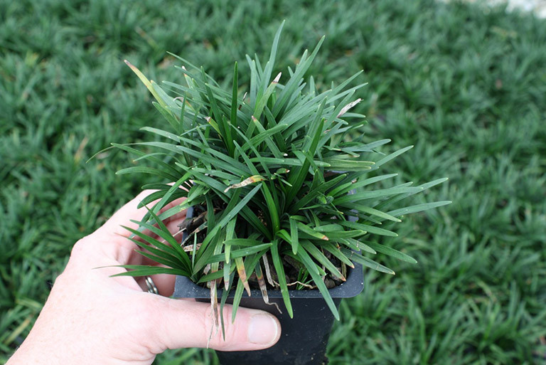 Cây mạch môn có nguồn gốc từ Nhật Bản. Hiện nay, mạch môn được trồng làm cây cảnh ở nhiều nơi và được trồng để làm dược liệu. Ảnh: thuocdantoc.