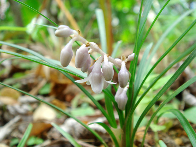 Củ của cây mạch môn là một vị thuốc rất phổ biến trong đông y, thường dùng chữa ho, long đờm, ho lao, sốt phiền khát, thổ huyết, chảy máu cam. Ảnh: wikiduoclieu.