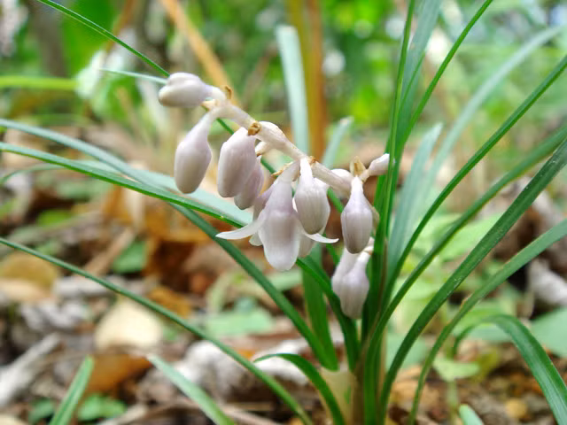 Củ của cây mạch môn là một vị thuốc rất phổ biến trong đông y, thường dùng chữa ho, long đờm, ho lao, sốt phiền khát, thổ huyết, chảy máu cam. Ảnh: wikiduoclieu.