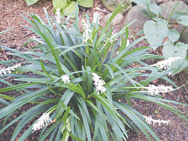 Tại Việt Nam, cây mạch môn mọc hoang và được trồng ở nhiều vùng phía Bắc như Hà Nam, Bắc Giang, Nghệ An, Hưng Yên,…Ảnh: suckhoedoisong.