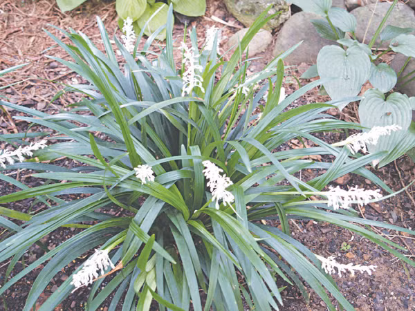 Tại Việt Nam, cây mạch môn mọc hoang và được trồng ở nhiều vùng phía Bắc như Hà Nam, Bắc Giang, Nghệ An, Hưng Yên,…Ảnh: suckhoedoisong.