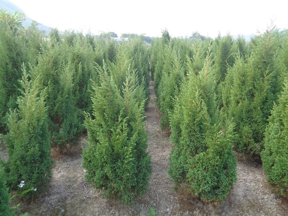 Trên thế giới, cây tùng tháp cũng được trồng rộng rãi làm cảnh tại Bắc Mỹ và châu Âu. Ảnh: blogspot.