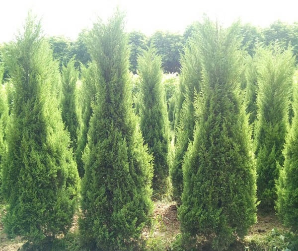 Ngoài làm cảnh, cây tùng tháp còn có dược tính trong y học. Cụ thể là dịch chiết từ lõi thân có tác dụng chữa bệnh hoặc làm các chế phẩm sinh học rất có giá trị. Ảnh: cayvahoa.