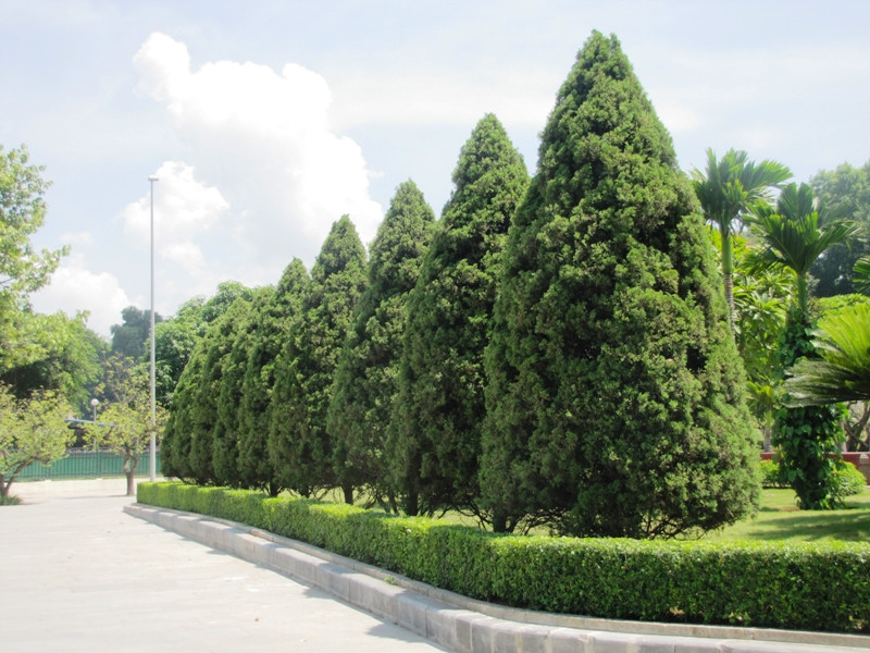 Lá tùng tháp màu xanh mốc, hình kim hoặc hình vảy, đầu nhọn, nhựa cây có mùi thơm đặc trưng. Ảnh: bqllang.