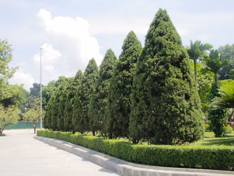 Lá tùng tháp màu xanh mốc, hình kim hoặc hình vảy, đầu nhọn, nhựa cây có mùi thơm đặc trưng. Ảnh: bqllang.