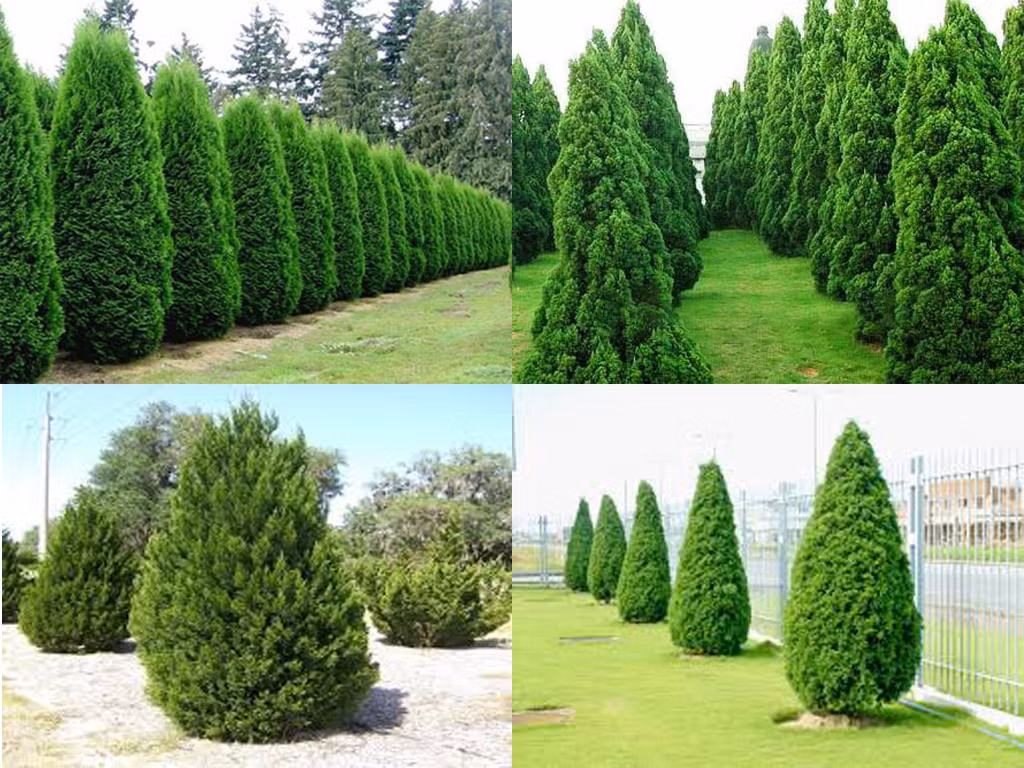 Cây tùng tháp phân bố chủ yếu ở miền bắc, chịu nắng nóng và khô hạn tốt. Ảnh: nongtraihoadalat.