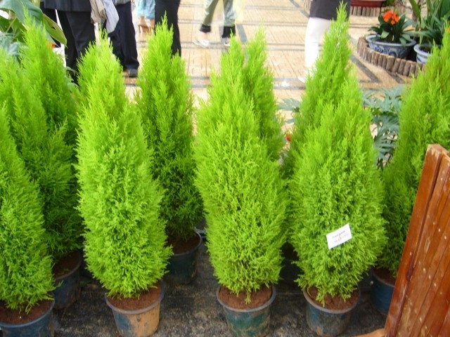 Cây tùng tháp có chiều cao trung bình có thể lên tới 10m, thân màu nâu vàng, sần sùi. Cây khi còn nhỏ có cành khá dẻo nên có thể uốn thành nhiều hình dáng khác nhau. Ảnh: vuonhoanthien.