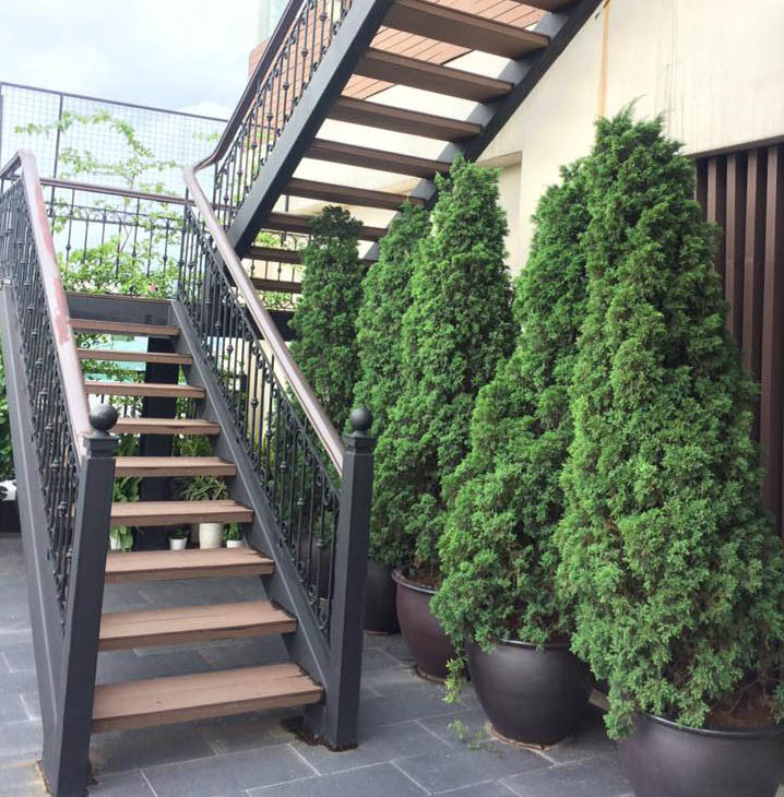 Cây tùng tháp không ra hoa, chỉ trồng để lấy lá làm cảnh. Ảnh: caycanh4mua.