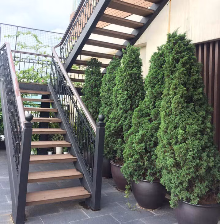 Cây tùng tháp không ra hoa, chỉ trồng để lấy lá làm cảnh. Ảnh: caycanh4mua.