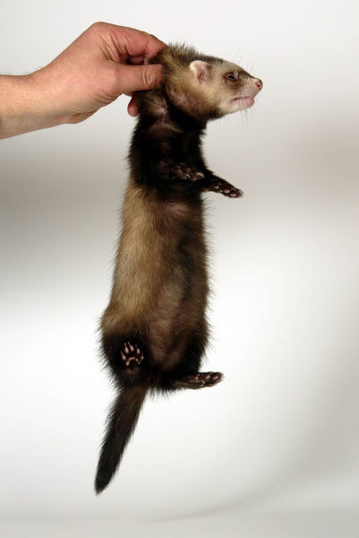 Không những thế, nếu những con chồn cái không được quan hệ chúng sẽ bị thiếu máu trầm trọng, tủy xương bị tổn thương. Ảnh: Media Storehouse.