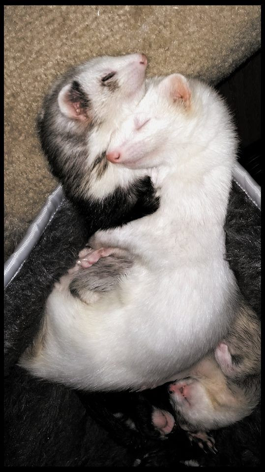 Chồn sương là loài chồn đã được thuần dưỡng để làm cảnh cách đây nhiều năm. Ảnh: pinimg.