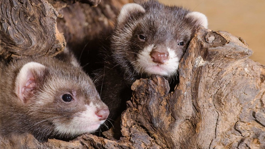 Khi phát hiện con thỏ từ xa, chồn sương lăn lộn, nhảy múa liên tục nhằm thu hút sự chú ý của thỏ, khiến thỏ mất cảnh giác, từ từ tới gần và nhảy chồm lên cắn chết thỏ. Ảnh: wallpapers13.