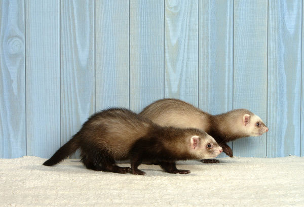 Ngoài ra, chồn sương nổi tiếng với kỹ năng nhảy múa thôi miên thỏ (con mồi) một cách thần sầu. Ảnh: auscape.