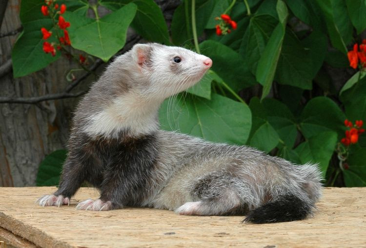 Nguyên nhân nằm ở bộ phận sinh dục của nó. Nếu không được giao phối, bộ phận sinh dục của chồn cái sẽ sưng tấy, lâu dần sẽ nhiễm trùng và có thể dẫn đến tử vong. Ảnh: biolib.