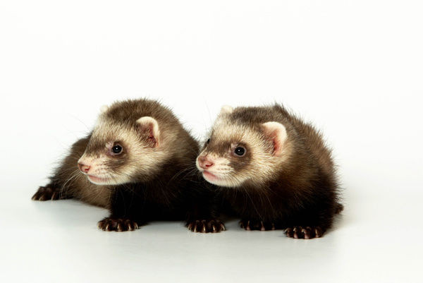 Ở chồn sương, những con cái đến mùa động dục mà không được thỏa mãn sẽ chết. Ảnh: mediastorehouse.