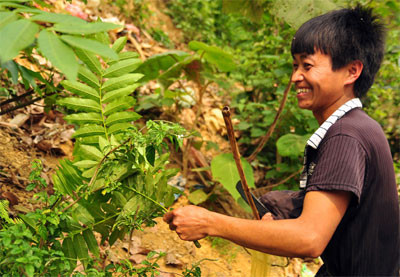 Được biết, trong thân, lá của cây cơi có một hoạt chất khiến cá bị cay mắt, thiếu ô xy nên nổi lên. Ảnh: xaluan.