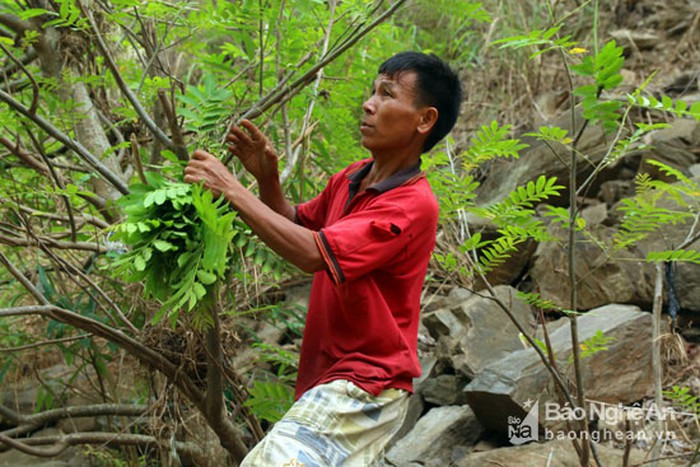 Người dân xứ Nghệ thường dùng lá cơi giã ra để duốc cá. Người dân nơi đây đã gắn bó với cách bắt cá như thế này hàng trăm năm nay. Ảnh: blogspot.
