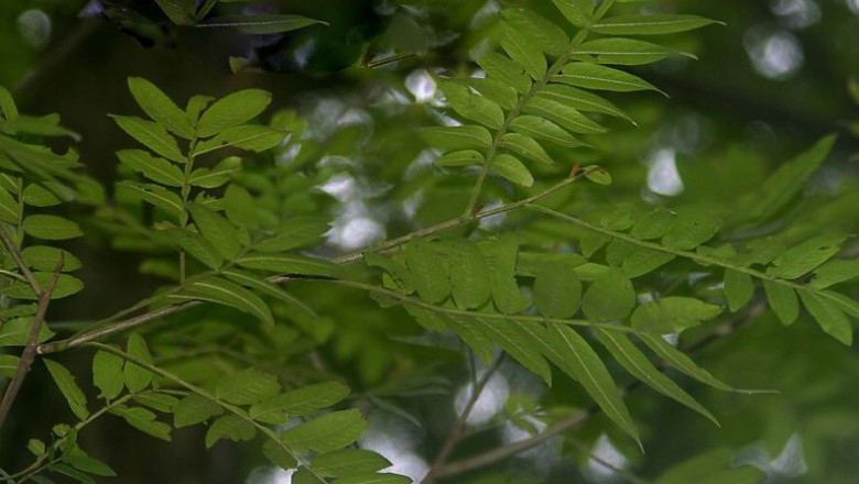 Cây cơi ra hoa quả từ tháng 5 - tháng 7, có thể thu hái lá và ngọn non quanh năm. Ảnh: ydhvn.