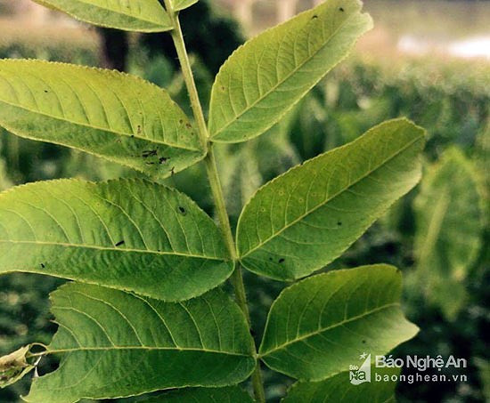  Lá của cây cơi có vị đắng, có độc, có tác dụng trừ sâu, sát khuẩn. Tính năng của loại lá này là gây cay, làm cá bị "say", "choáng" chứ không chết, khi ăn vào không ảnh hưởng đến sức khỏe con người. Ảnh: baonghean.