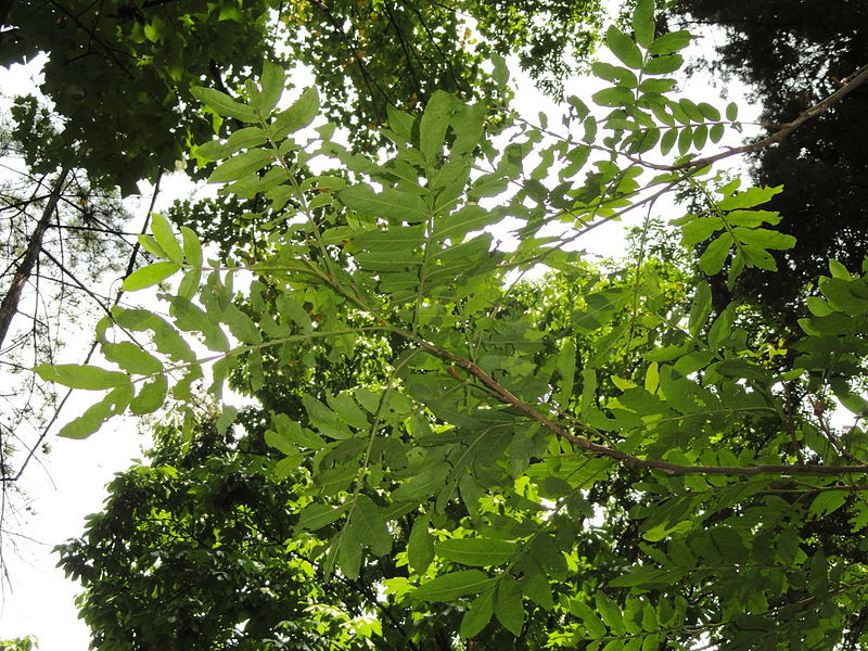  Cây cơi có tên khoa học là Pterocarya Tonkinensis (Franch.) Dode. Đây là loại cây nhỡ leo cao 5m - 10m, lá kép lông chim, hoa đơn tính, quả họp thành bông thòng, rất dài, tới 15cm hoặc dài hơn. Ảnh: ydvn.