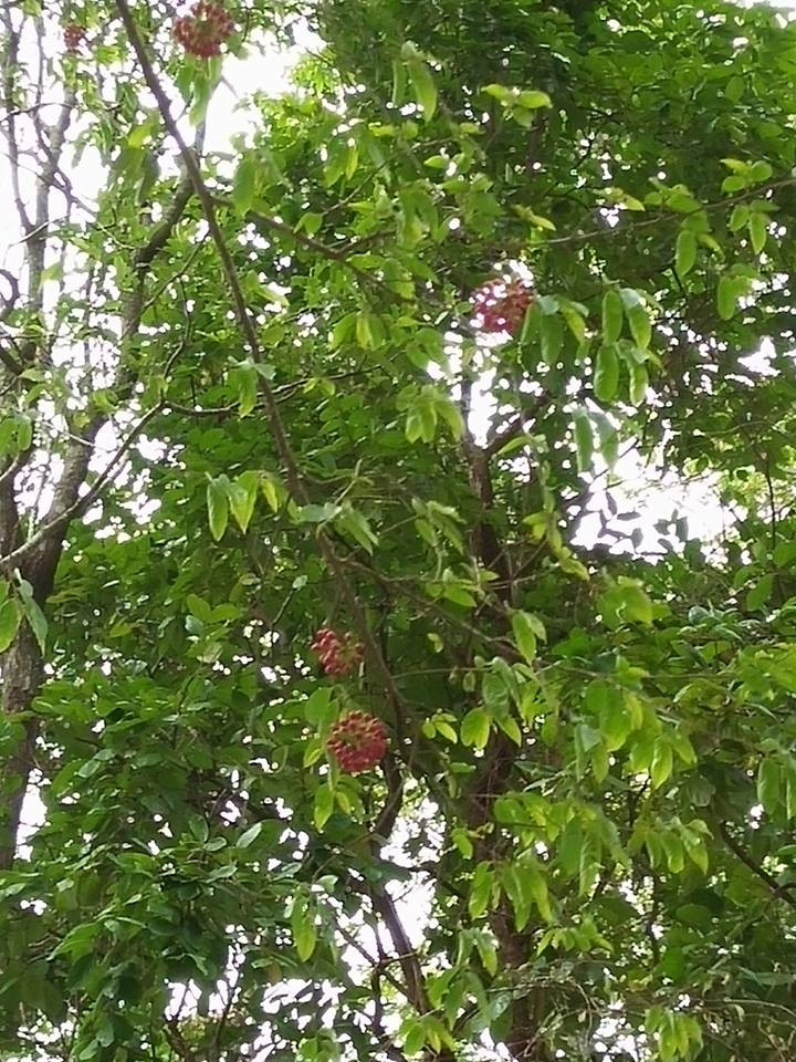 Trên thế giới, cây nhội cũng được tìm thấy ở các nước Ấn Độ, Malaysia, Indonesia, châu Đại Dương. Ảnh: giaoxuchauson.