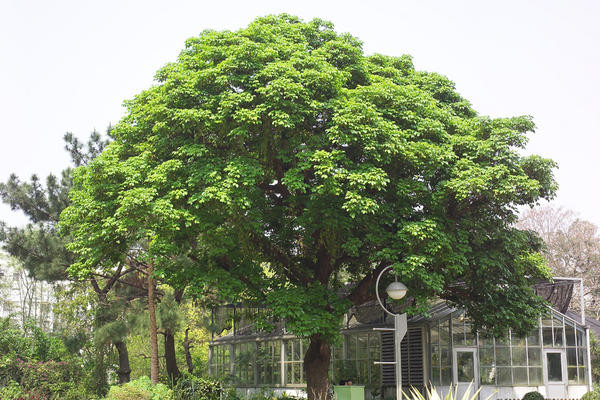 Bên cạnh đó, cây nhội còn được trồng để lấy gỗ. Tuy nhiên, gỗ nhội thường bị sâu bọ ăn, độ bền chỉ khoảng 20 năm nên thường được coi là loại gỗ hồng sắc. Ảnh: giahuygarden.